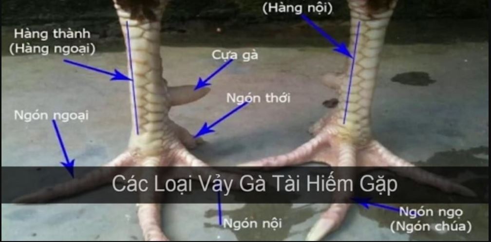 Vảy gà quý